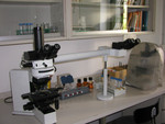 Osservazione al microscopio delle cellule madri del polline di Tradescantia (Foto: Agenzia provinciale per l'ambiente, M. Casera, 2010)