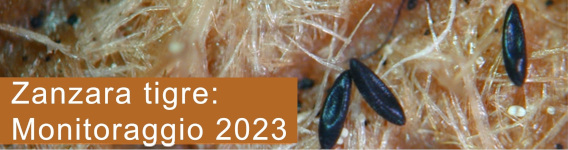 Zanzara tigre: monitoraggio 2020