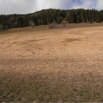 Prato eccessivamente concimato (Foto: Agenzia provinciale per l'ambiente e la tutela del clima, E. Stimpfl)