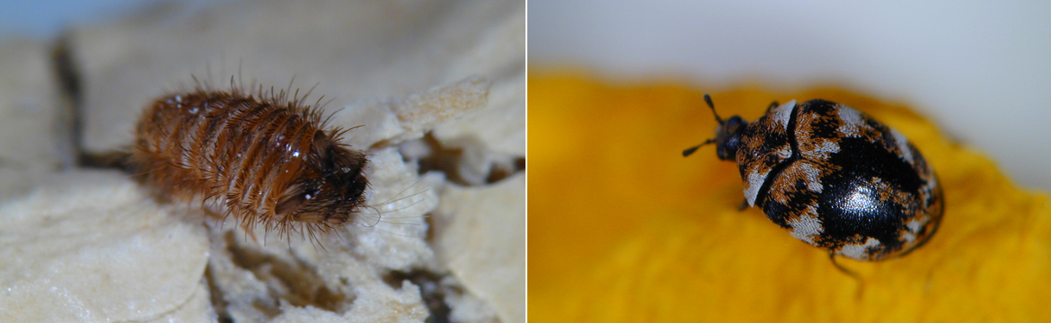 Content box für Bild_2_Insekten und Milben