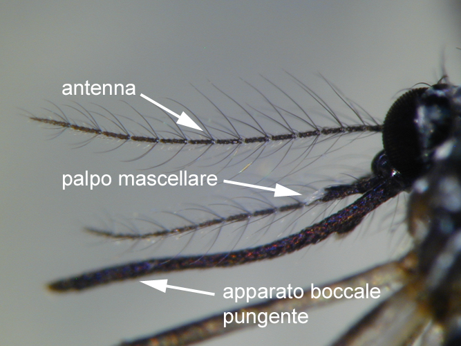 Foto 3 – Dettaglio della zanzara tigre: apparato boccale di un esemplare di sesso femminile (Foto: Agenzia provinciale per l’ambiente, E. Bucher, 2013)