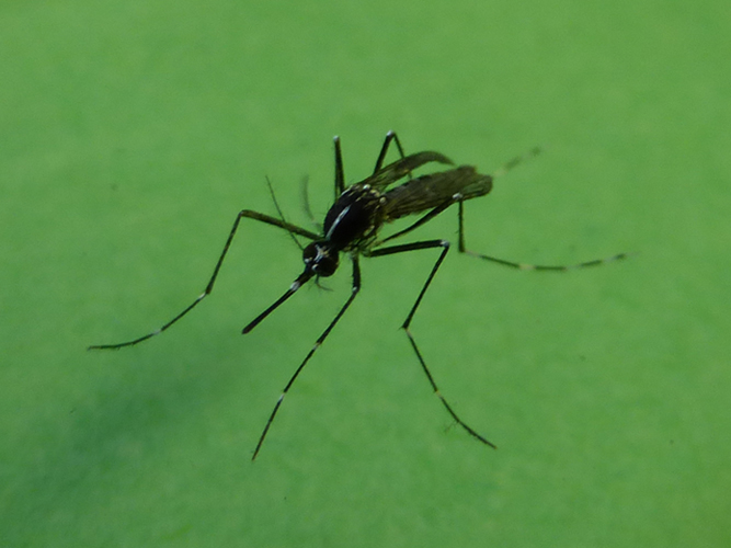 Foto 6 – zanzara tigre adulta, esemplare di sesso femminile (Foto: Agenzia provinciale per l’ambiente, E. Bucher, 2013).