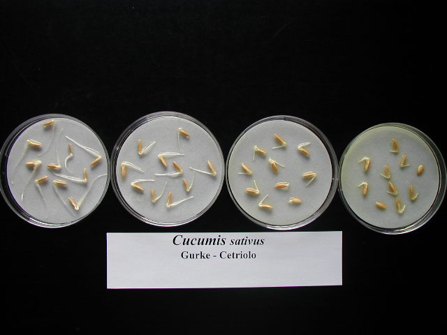 Test con semi di cetriolo (Foto: Agenzia provinciale per l'ambiente, M. Nardon, 2010)