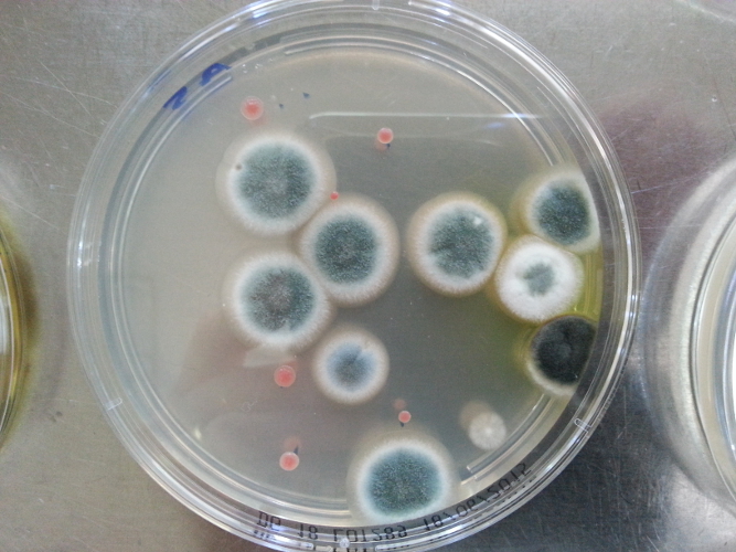 Piastra di Petri con colonie di muffe (Foto: Agenzia provinciale per l’ambiente, 2015)