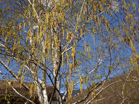 Esemplare di betulla verrucosa (Foto: Agenzia provinciale per l’ambiente, E. Bucher, 2007)