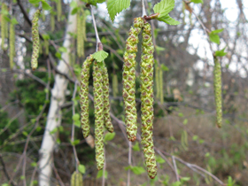 Amenti maschili di betulla (Foto: Agenzia provinciale per l’ambiente e la tutela del clima, E. Bucher)