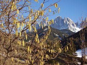 Nocciolo in fiore – Val di Funes (Foto: Agenzia provinciale per l’ambiente, E. Bucher, 2008)