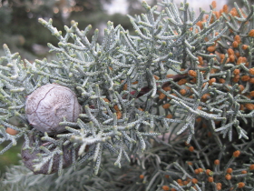 Frutto legnoso e fiori maschili del cipresso dell’Arizona, Cupressus arizonica (Foto: Agenzia provinciale per l’ambiente, E. Bucher, 2011)
