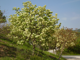 Orniello in fiore (Foto: Agenzia provinciale per l’ambiente e la tutela del clima, E. Bucher)