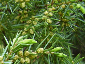 Fiori maschili del ginepro comune, Juniperus communis (Foto: Agenzia provinciale per l’ambiente e la tutela del clima, E. Bucher)