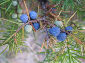 Frutti carnosi (simili a bacche blu) del ginepro (Foto: Agenzia provinciale per l’ambiente e la tutela del clima, E. Bucher)
