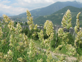 Erba mazzolina in fiore (Foto: Agenzia provinciale per l’ambiente, E. Bucher, 2009)