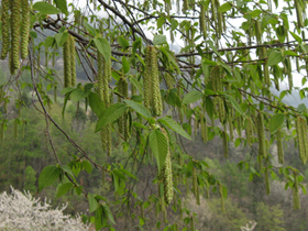 Carpino nero in fiore (Foto: Agenzia provinciale per l’ambiente e la tutela del clima, E. Bucher)
