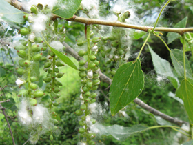Le capsule fruttifere del pioppo rilasciano semi piumosi (Foto: Agenzia provinciale per l’ambiente, E. Bucher, 2011).