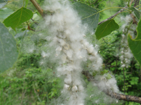 Capsula con semi cotonosi, spesso scambiato con altri pollini allergici che si trovano contemporaneamente nell’aria (Foto: Agenzia provinciale per l'ambiente e la tutela del clima, E. Bucher)
