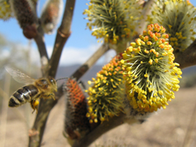 Il salice rappresenta per le api un’importante fonte sia di polline che di nettare (Foto: Agenzia provinciale per l’ambiente, E. Bucher, 2009).