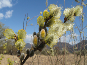Ramo di salice in fiore (Foto: Agenzia provinciale per l’ambiente e la tutela del clima, E. Bucher)