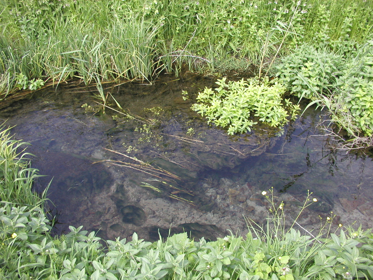 Alghe e piante acquatiche (Foto: Agenzia provinciale per l'ambiente)