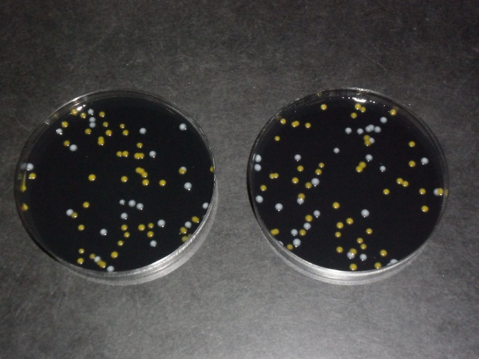 Analisi microbiologiche: ricerca di Legionella; piastre di Petri con colonie di Legionella (Foto: Agenzia provinciale per l'ambiente)