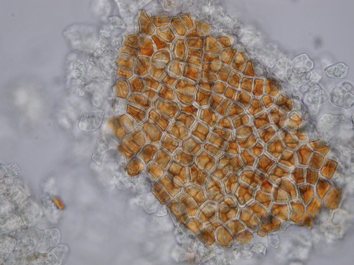 Analisi dei mangimi: semi di lino al microscopio ottico (Foto: Agenzia provinciale per l'ambiente)