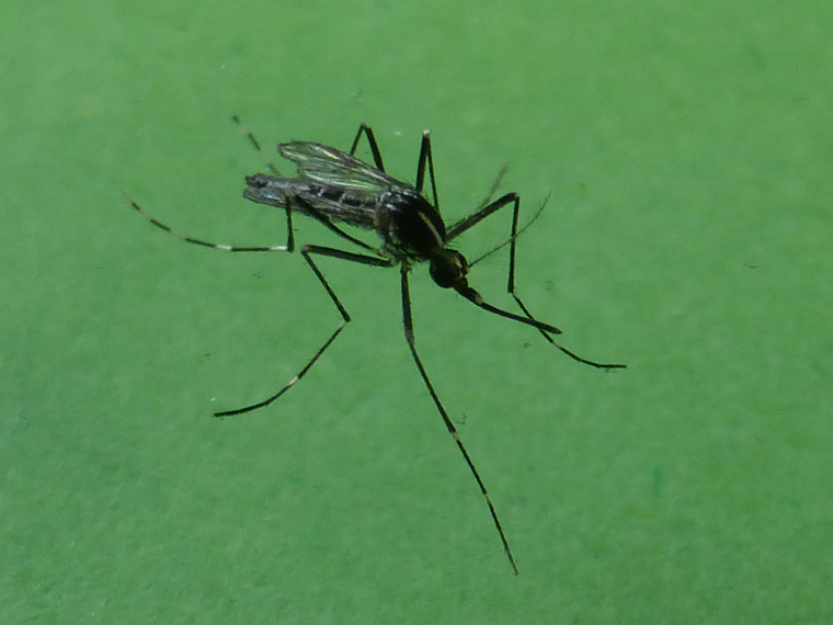 Zanzara adulta