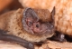 Il pomeriggio fornirà interessanti informazioni sulla vita e la caratteristiche dei pipistrelli 