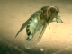 Un esemplare di Drosophila suzukii femmina (Foto: Centro sperimentazione Laimburg)
