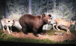 Lucci, orsi e lupi protagonisti della mostra temporanea al Centro visite del Parco naturale Fanes-Senes-Braies