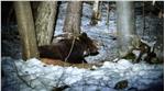Un esemplare di orso bruno (Foto: USP/Dipartimento Foreste)
