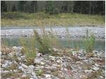 La Myricaria germanica, l’unica specie di tamerice selvatica delle Alpi Centrali. Gli interventi puntano a ricreare l’habitat adatto alla sua crescita (Foto: USP/AgenziaProtezioneCivile)
